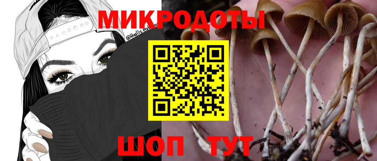 Псилоцибиновые грибы Psilocybe Старая Русса